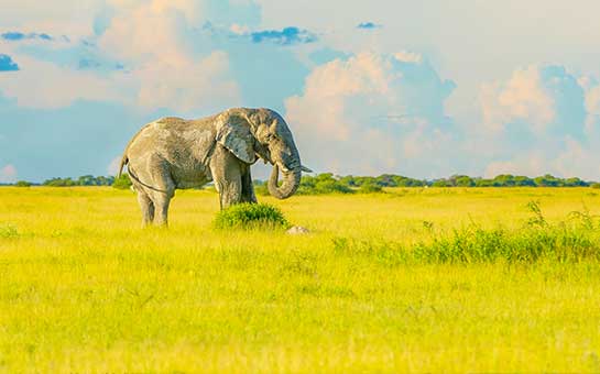 Botswana Travel Insurance